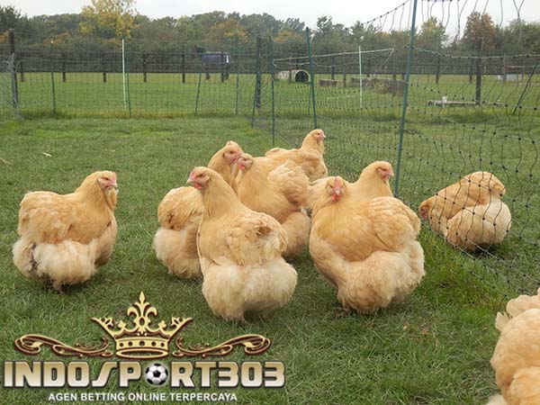 ayam bangkok, ayam terbesar, ayam sabung, ayam raksasa