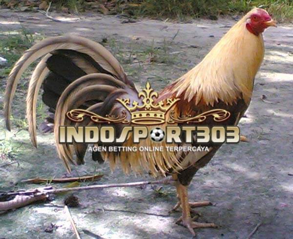 ayam aduan lokal, ayam bangkok, ayam indonesia, ayam bali, ayam banten, ayam aduan, ayam petarung, ayam laga