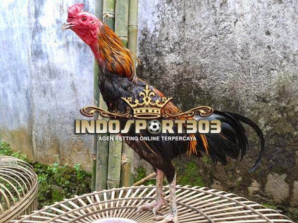 ayam aduan lokal, ayam bangkok, ayam indonesia, ayam bali, ayam banten, ayam aduan, ayam petarung, ayam laga