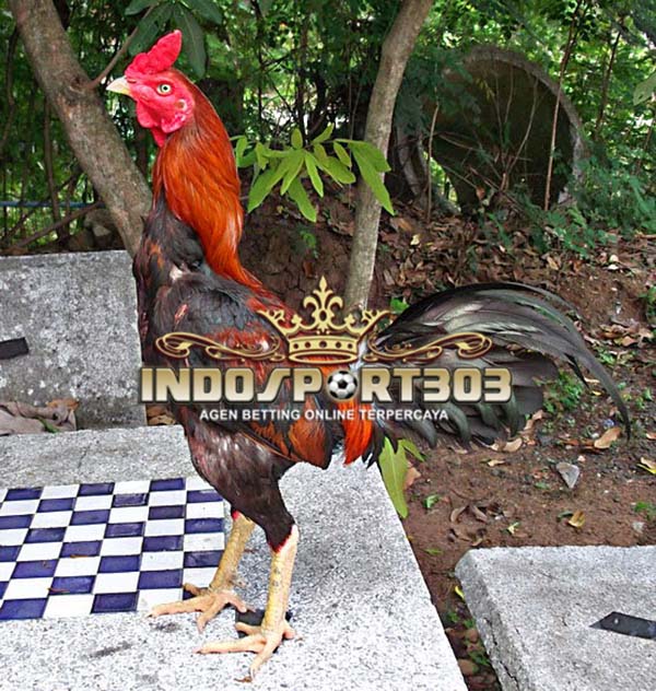 Ayam Bangkok Super, Sabung Ayam Online, Agen Sabung Ayam Online, Agen Betting Online
