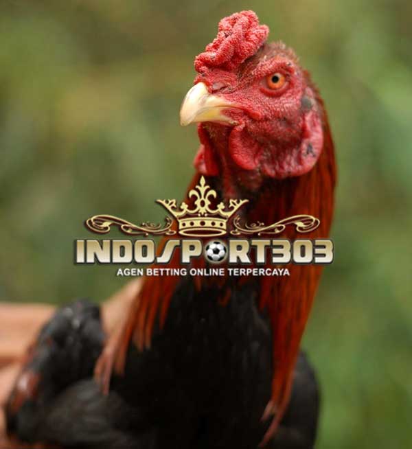 katuranggan kepala ayam bangkok, ciri khas, kelebihan, bentuk kepala, ayam bangkok, ayam petarung, ayam aduan