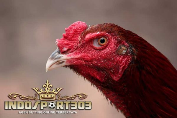katuranggan kepala ayam bangkok, ciri khas, kelebihan, bentuk kepala, ayam bangkok, ayam petarung, ayam aduan
